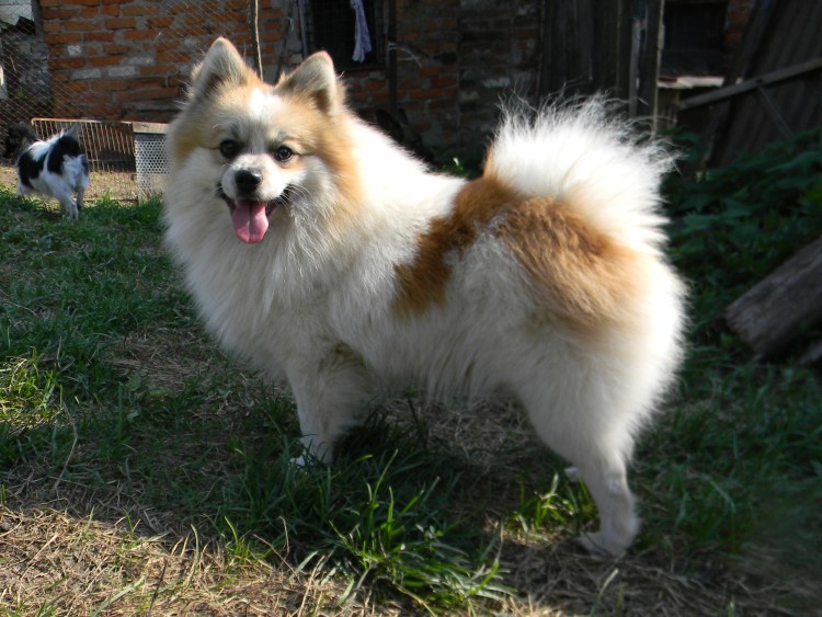 Шпиц немецкий малый о породе