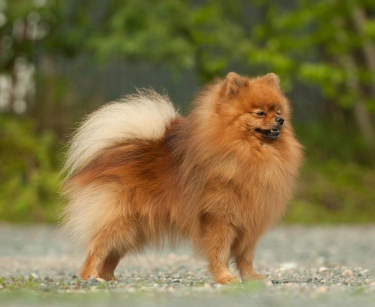 Немецкий шпиц средний