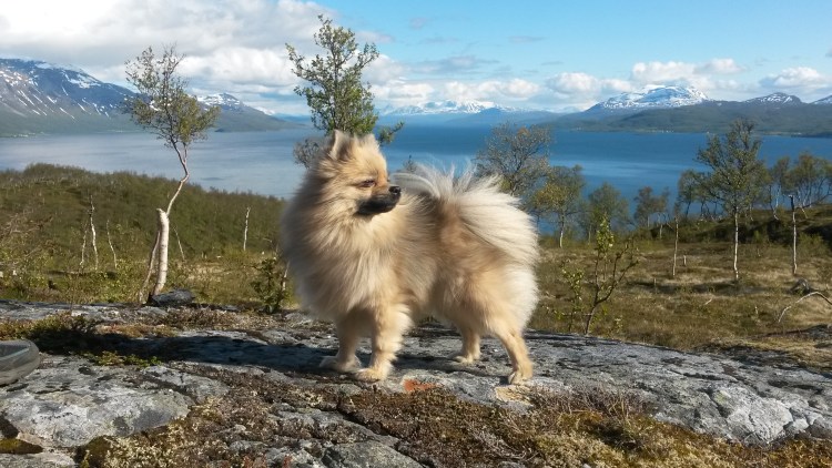 Шпиц немецкий с малой шерстью