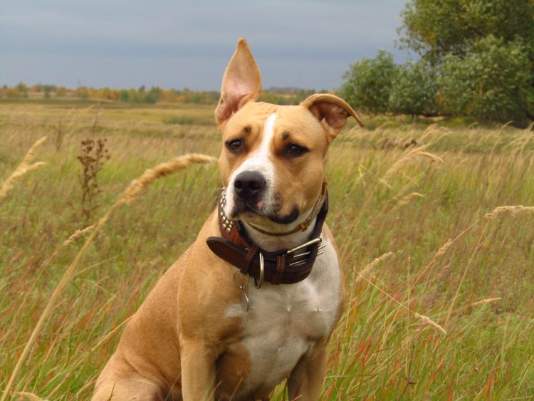 Стаффорд амстафф питбуль