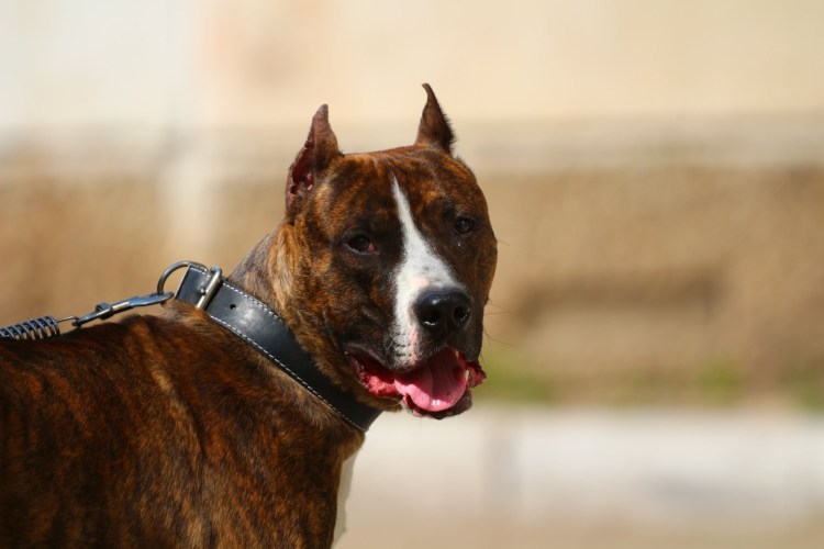 Американский стаффордширский терьер (амстафф)