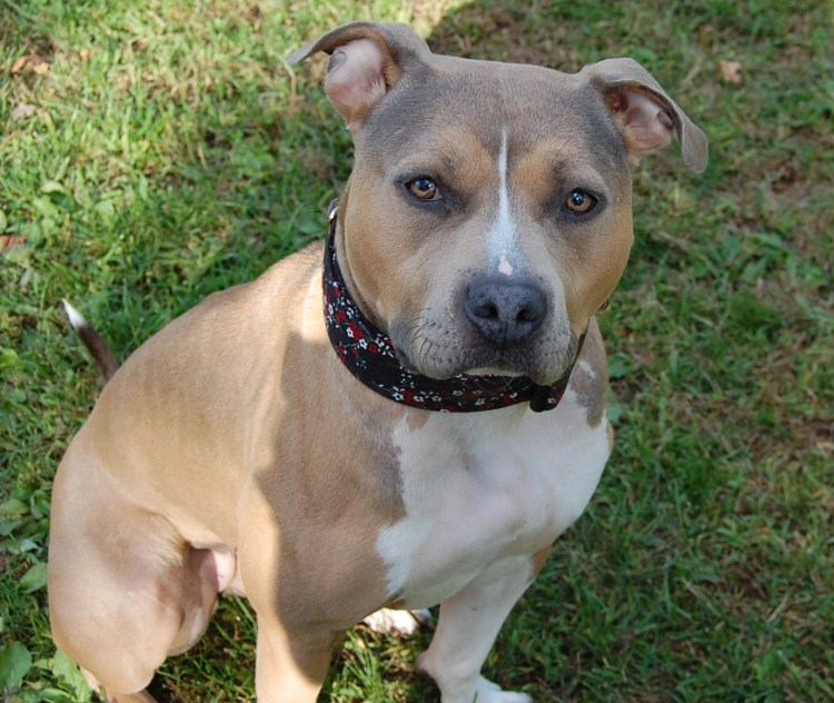 Американский стаффордширский терьер (амстафф)