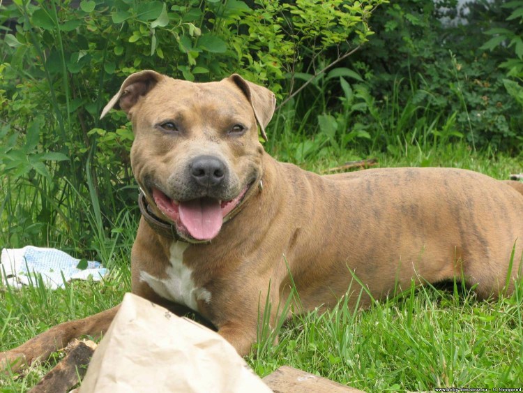 Стаффордширский терьер некупированный