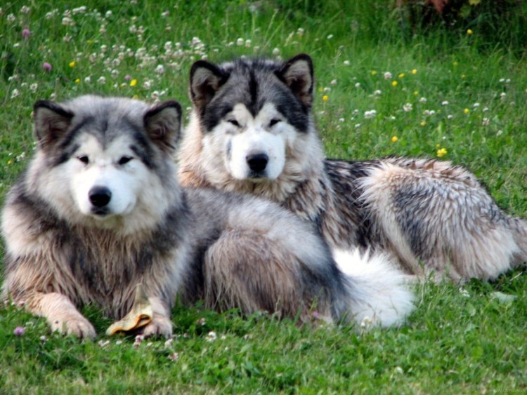 Malamute лохматый