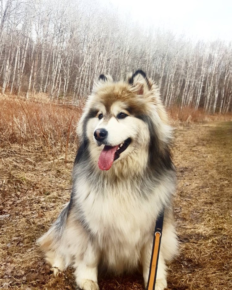 Аляскинский маламут огромный
