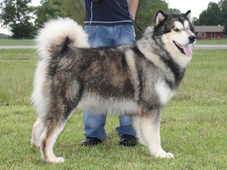 Маламут Аляскинский ги