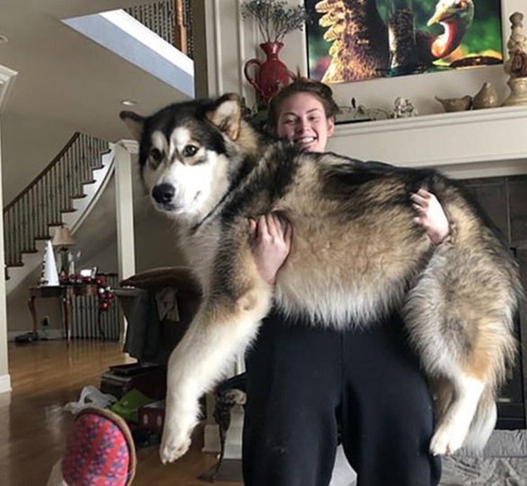 Аляскинский маламут и тибетский мастиф