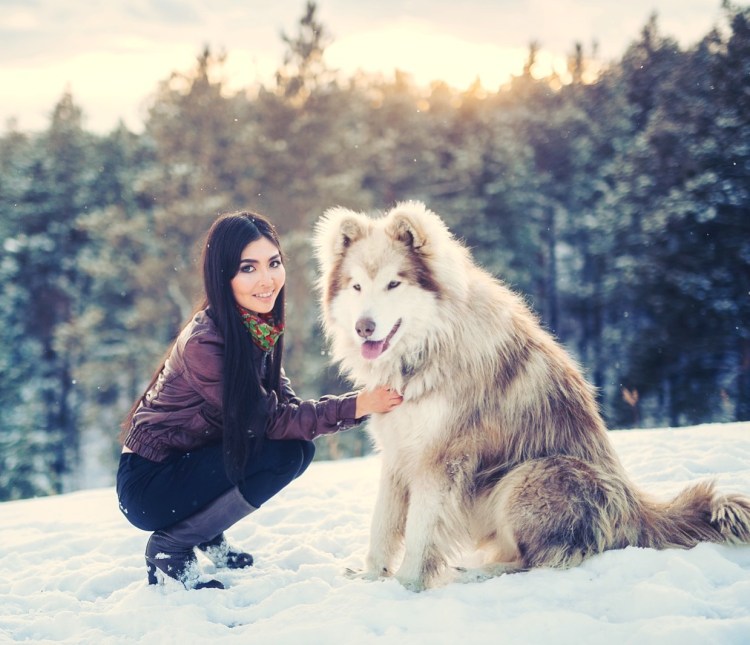 Маламут Аляскинский ги