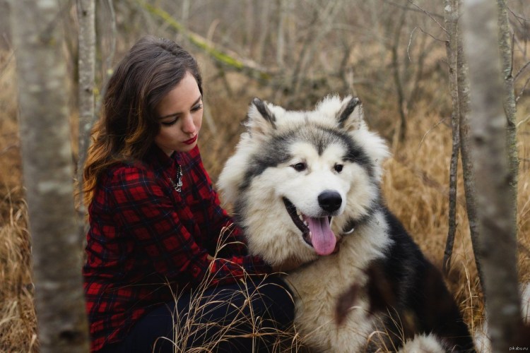 Маламут Аляскинский гигант