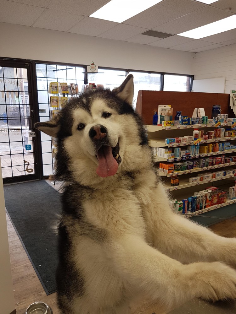 Аляскинский маламут