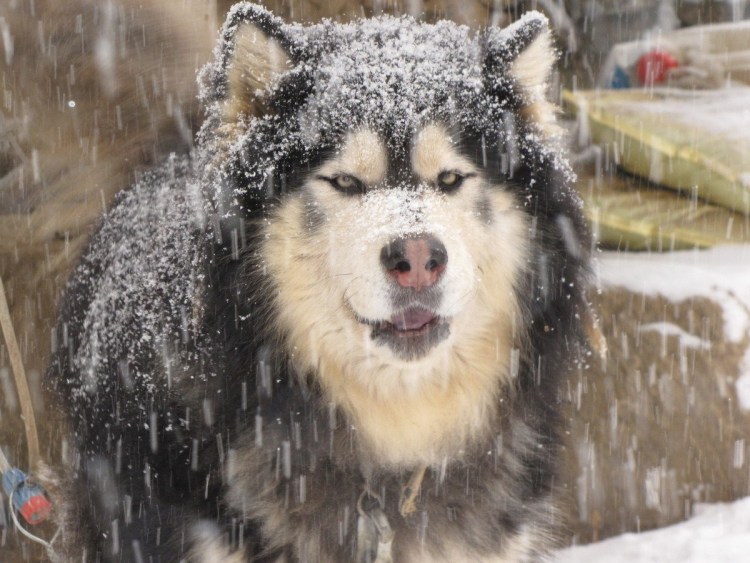 Маламут Аляскинский ги