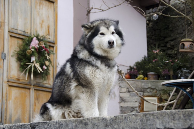 Маламут семья