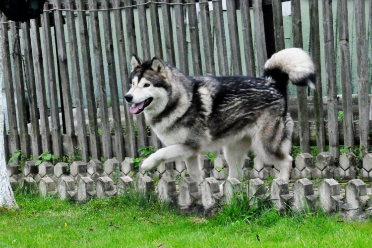 Маламут тибетский белый