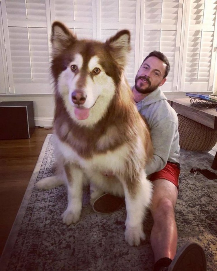 Маламут Аляскинский маламут