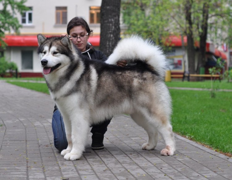 Аляскинский маламут в полный рост