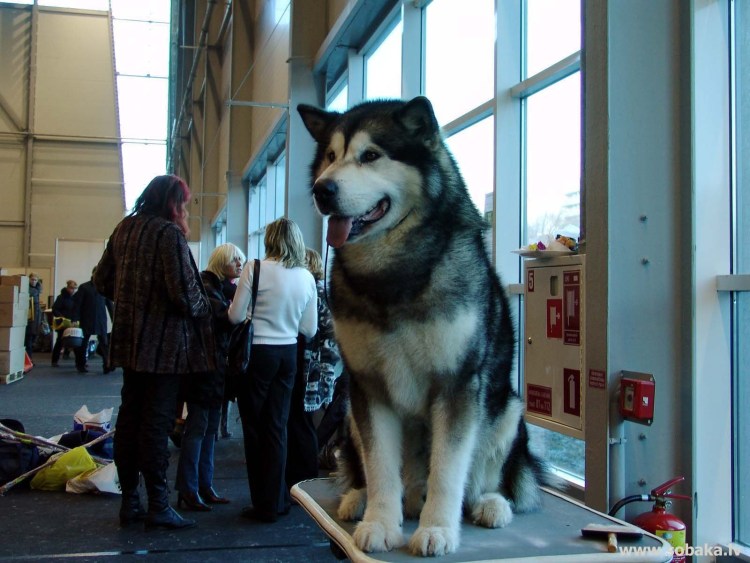 Аляскинский маламут переросток