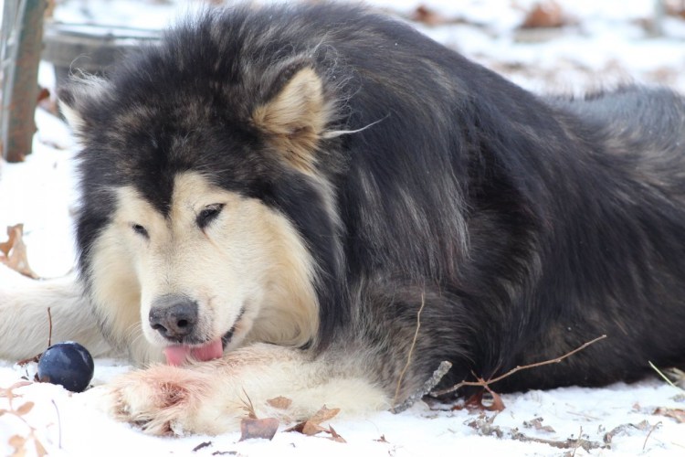 Маламут Аляскинский гигант