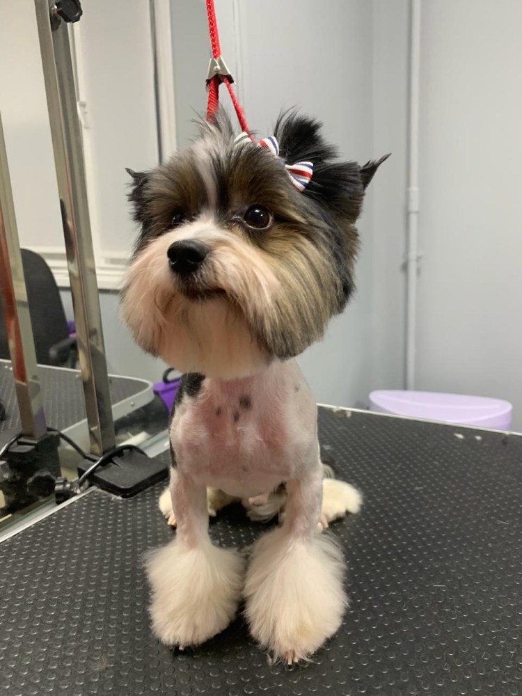 Бивер Йоркширский терьер стри