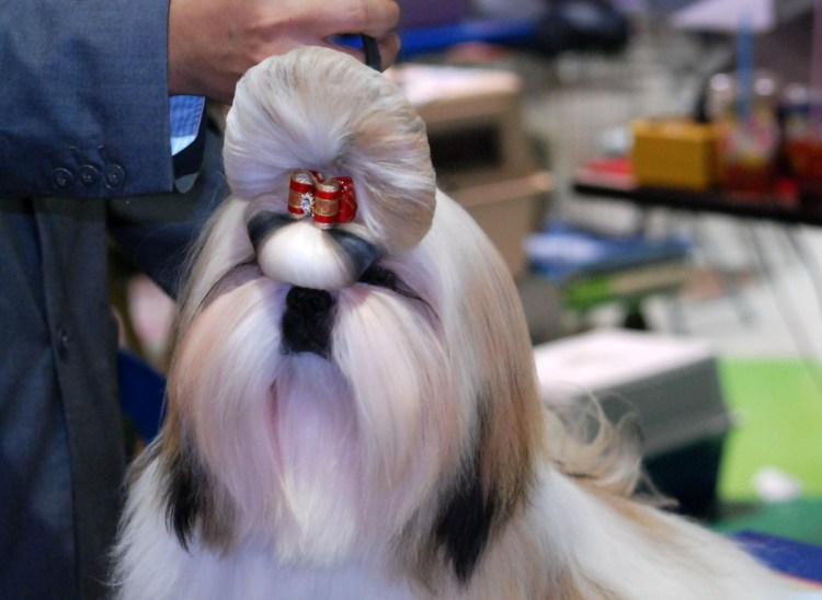 Бивер-Йоркширский терьер мини