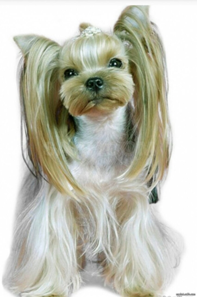 Бивер-Йоркширский терьер стрижки