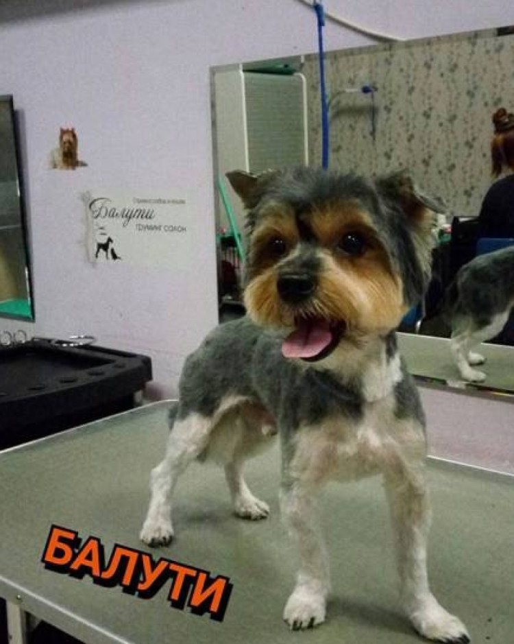 Груминг салон