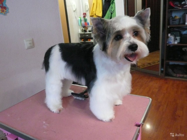 Стрижка собаки Бивер Йорка