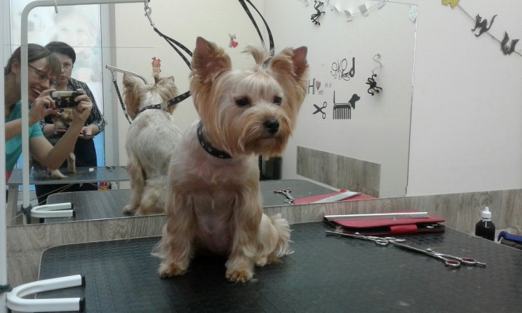 Бивер нестриженный