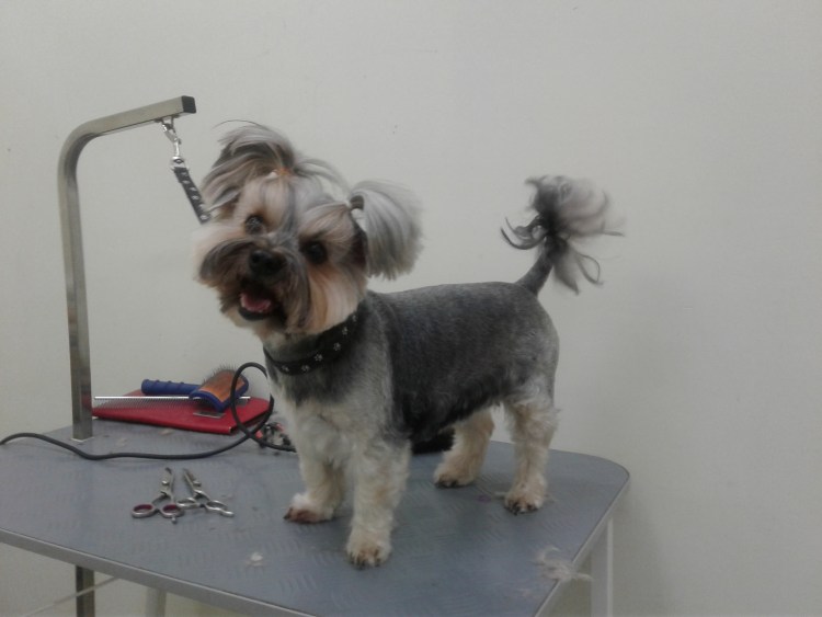 Стрижка бивера под щенка