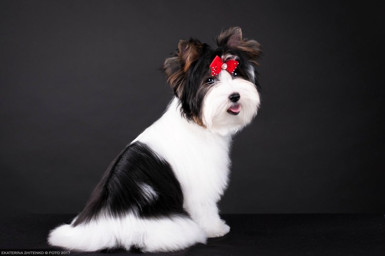 Шерсть Бивер Йорка