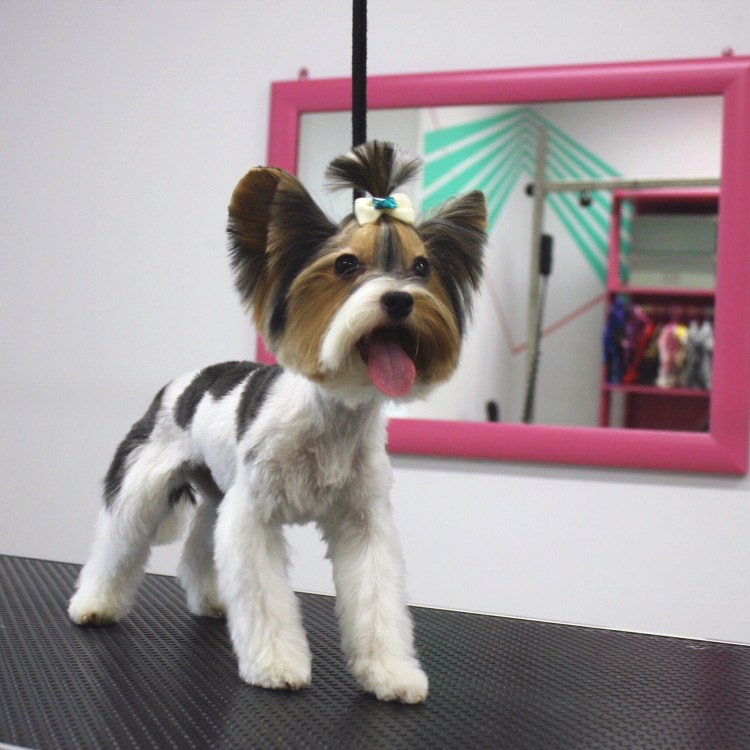 Груминг до и после