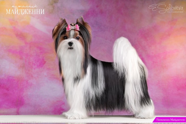 Выставочный грумминг ши тцу