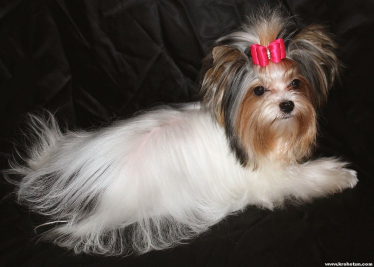 Бивер Йорк стрижки короткие