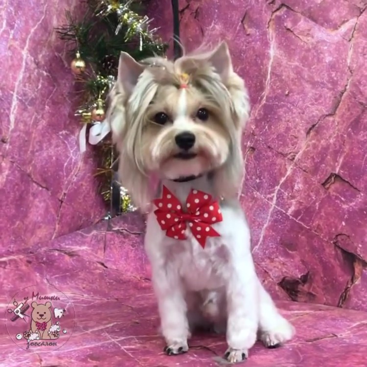 Бивер Йорк стрижка мишка