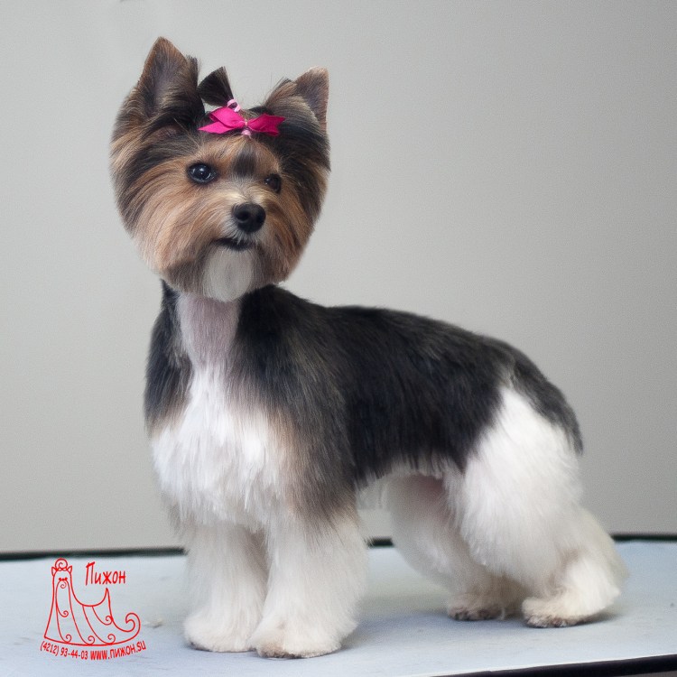 Бивер-Йоркширский терьер стриженный