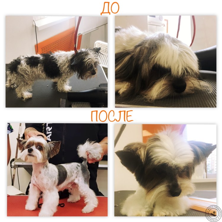 Грумминг Бивер Йорка