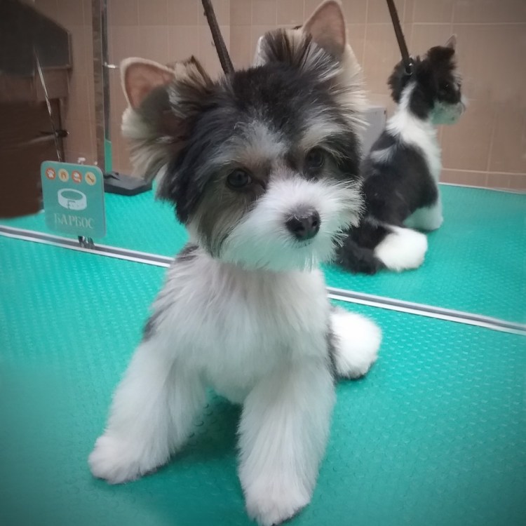 Бивер салонная стрижка