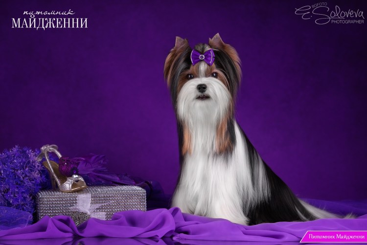 Стрижки биро йорков