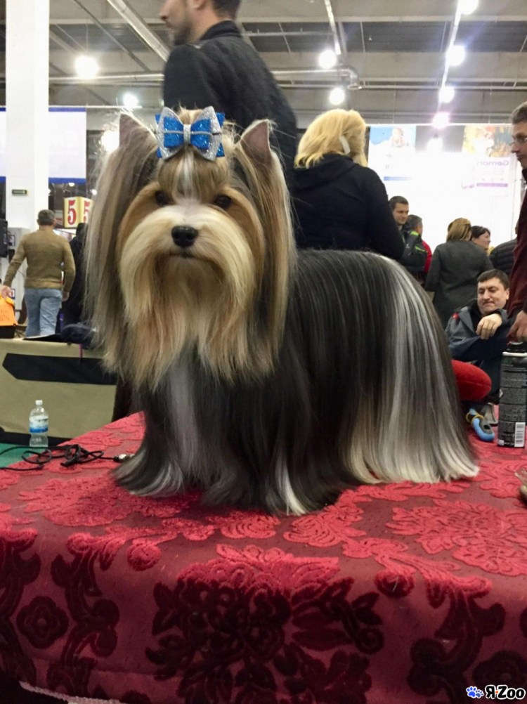 Грумер в п. Понтонный