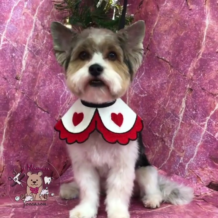 Бивер Йорк стриженный