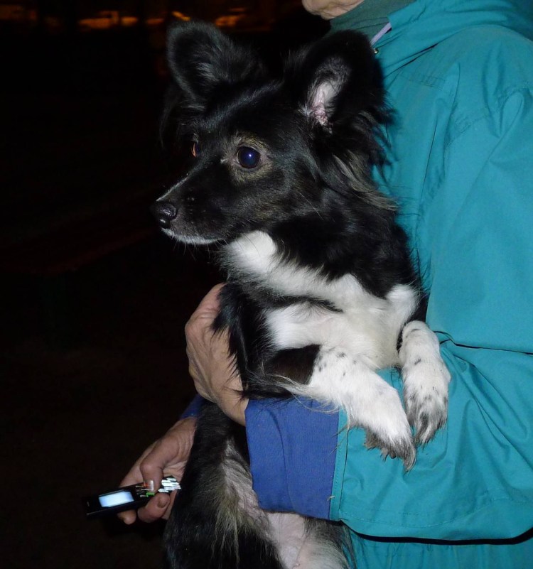 Метис Джек Рассела и той терьера