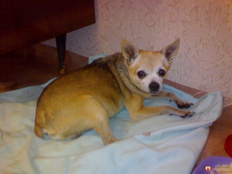 Метис МОПСА