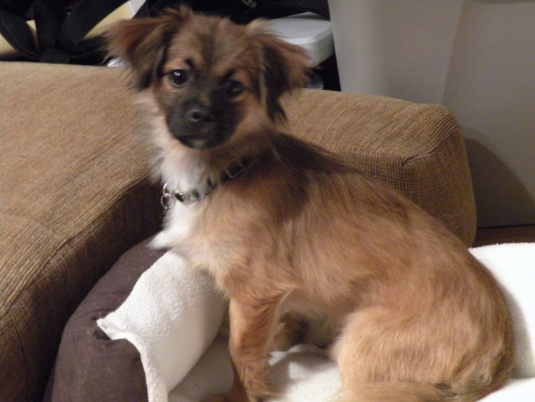 Смесь чихуа и той терьера