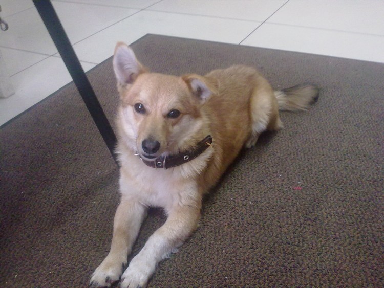 Чивини фото