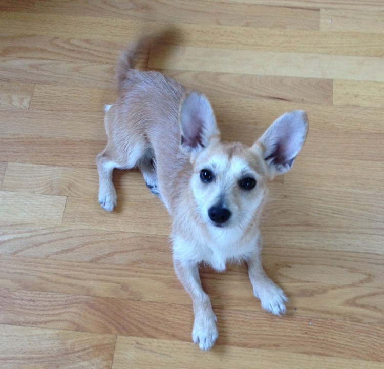 Дворняжка чихуахуа