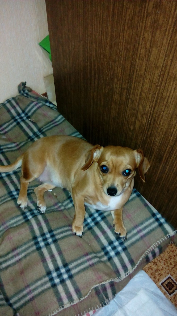 Помесь пинчера и чихуахуа фото