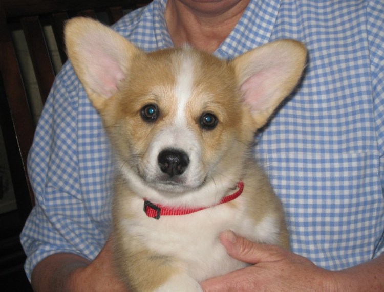 Метис терьера и дворняги