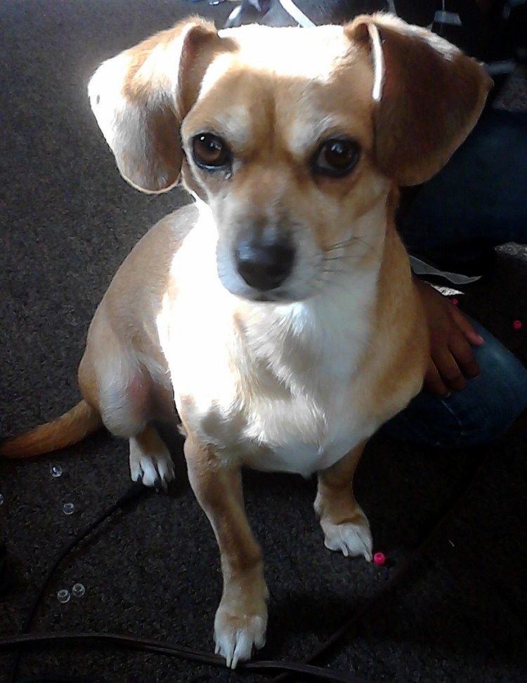 Метис корги и той терьера