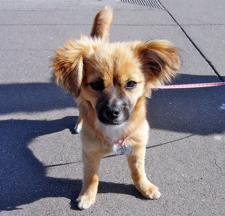 Папильон пинчер метис