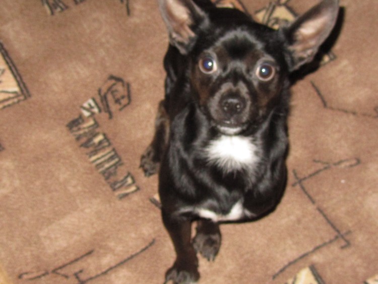 Метис бульдога и терьера