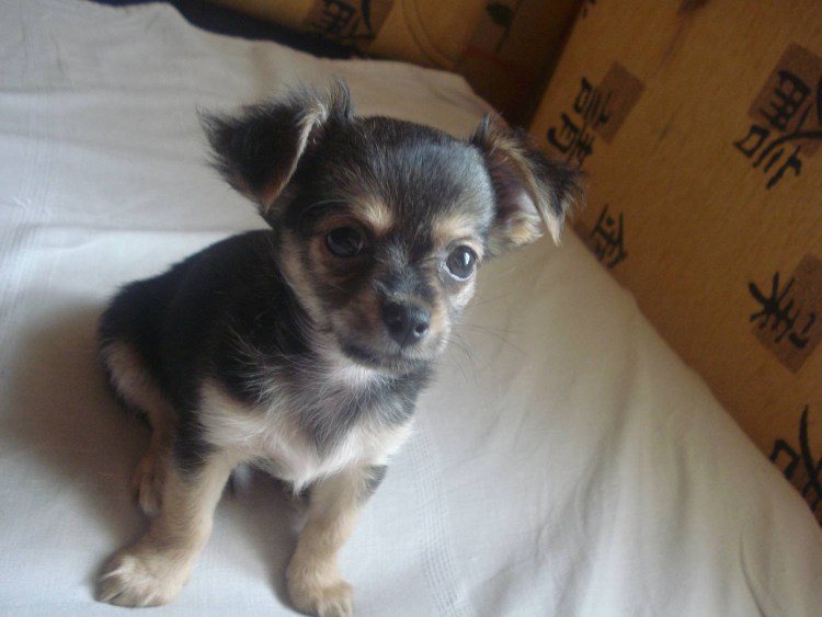 Авито Урюпинск животные